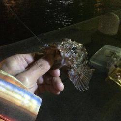 アジングのはずが…