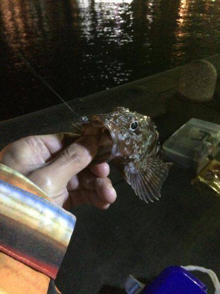 アジングのはずが…