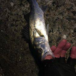 久々のシーバス