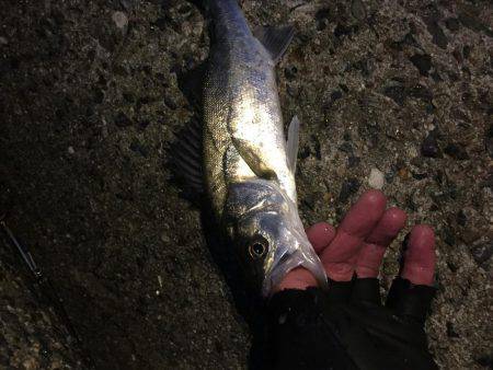 久々のシーバス