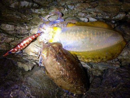 ロッド負傷につき…