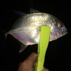 アジ調査のはずが