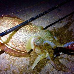 久々のエギング