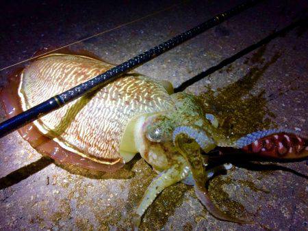 久々のエギング