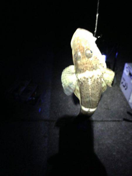 まさかのマゴチ