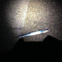 タチウオの群れ再び