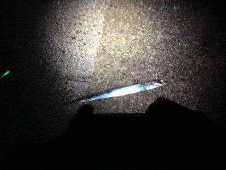 タチウオの群れ再び