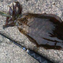 雨の前のエギング