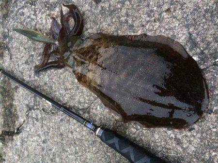 雨の前のエギング