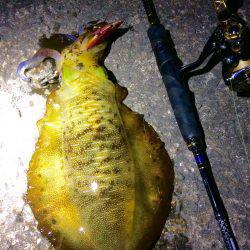 ナイトは単発の拾い釣り