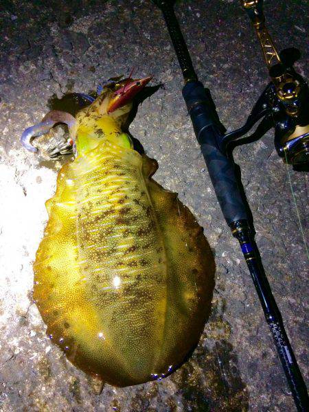 ナイトは単発の拾い釣り