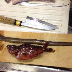 アナゴにガシラ