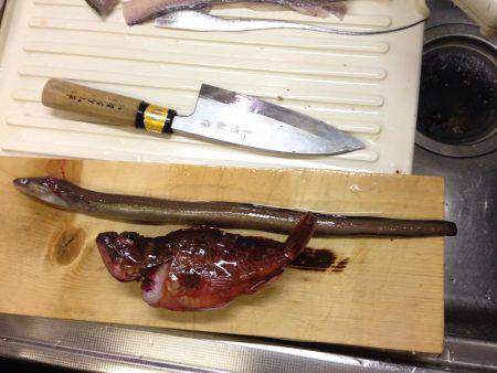 アナゴにガシラ