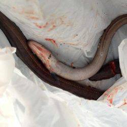 やっぱりウキ釣りはおもしろい