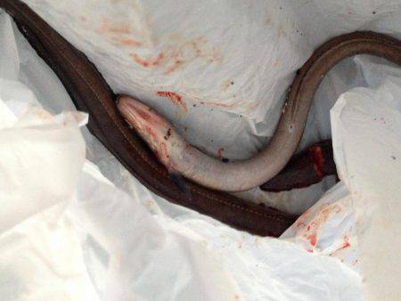 やっぱりウキ釣りはおもしろい