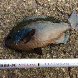 久々のグレ釣り！