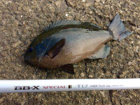 久々のグレ釣り！