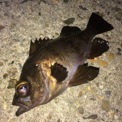 アジング釣果+オマケ