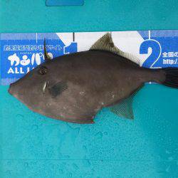 マイボートでハゲ釣り