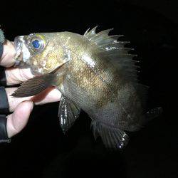 阪神間ランガン釣行