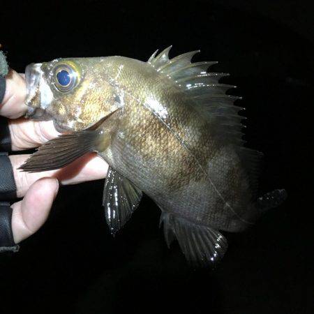 阪神間ランガン釣行