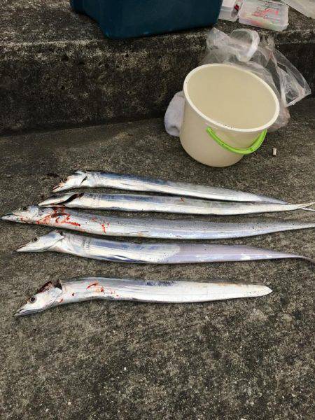 太刀魚のちコウイカ