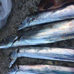 ロックフィッシュのちタチウオ