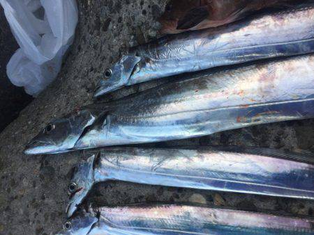 ロックフィッシュのちタチウオ