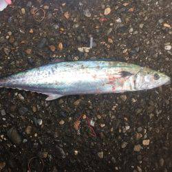 サゴシ狙い！！