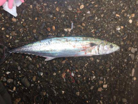 サゴシ狙い！！