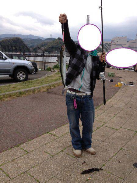 サゴシがポツポツ