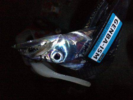 ワインド楽しすぎ!