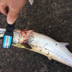 タチウオ狙いでしたが、、、