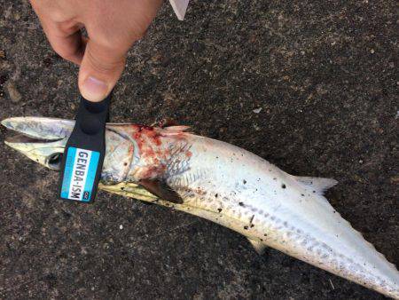 タチウオ狙いでしたが、、、