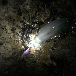 ぼちぼち釣れてます