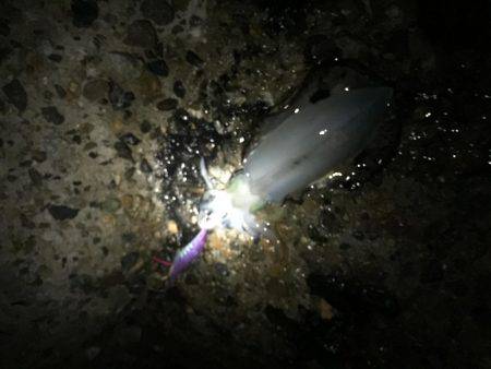 ぼちぼち釣れてます