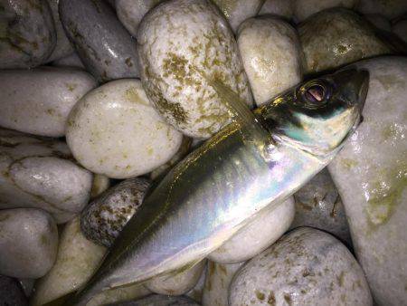 メバチャン調査