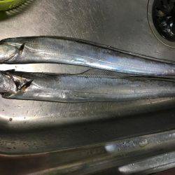 今年はデカイかも