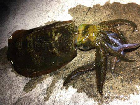 エギングアオリ