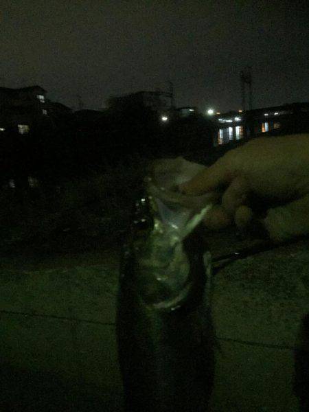 人生初シーバス！