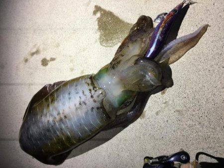 アオリキロアップGET