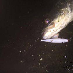 秋の夜長にシーバス