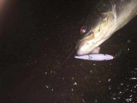 秋の夜長にシーバス