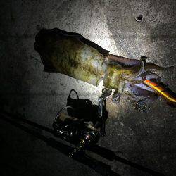 ナイトエギング