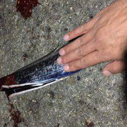 タチウオ  タコ