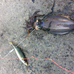 バクチョウからのバクフウ