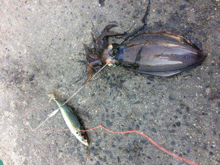 バクチョウからのバクフウ