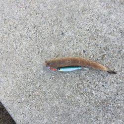 青物狙いでしたが、、、