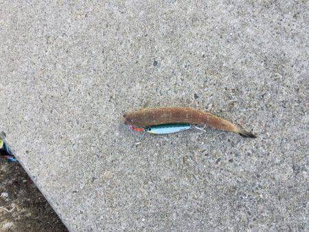 青物狙いでしたが、、、