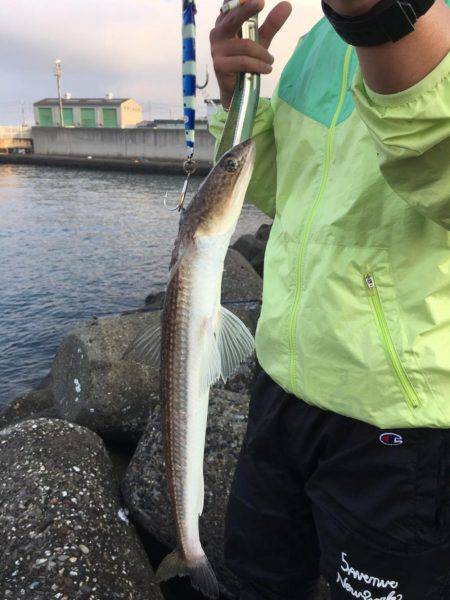 サゴシ狙い、、、